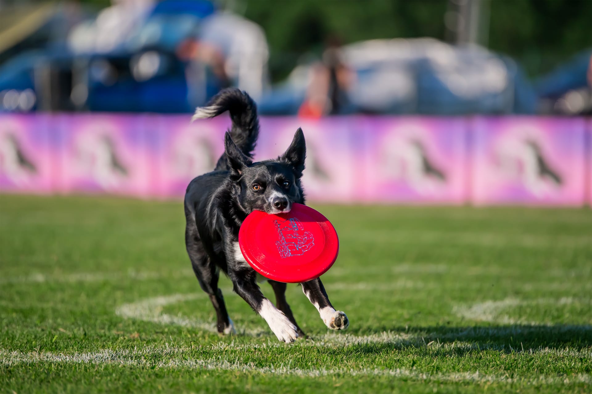 Trening Dogfrisbee w Jaworznie